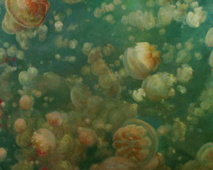 Jellyfish by Kristy Gordon