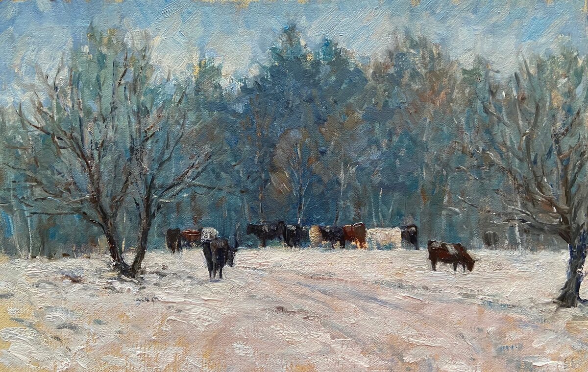 Cows in the Snow, Vermont