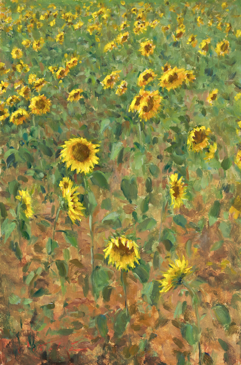 Sunflowers, Gers