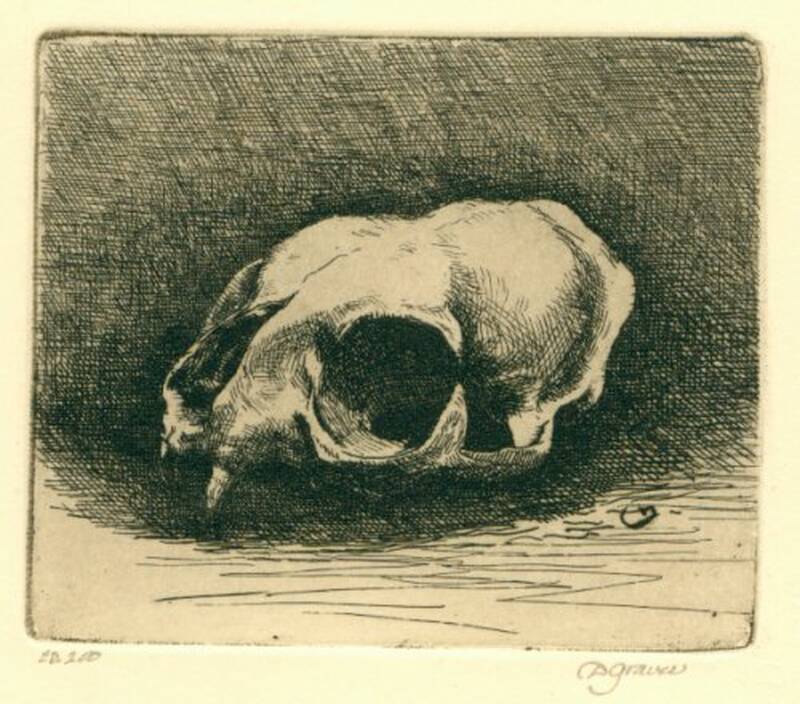 Cat Skull by 