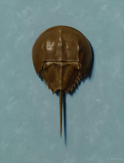 Horseshoe Crab on... by John Morfis