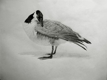 Canada Goose by Michael Kotasek