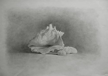 Conch Still Life by Michael Kotasek