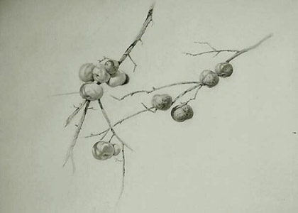 Wild Apples by Michael Kotasek