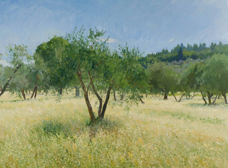 Olive Trees in th... by Marc Dalessio