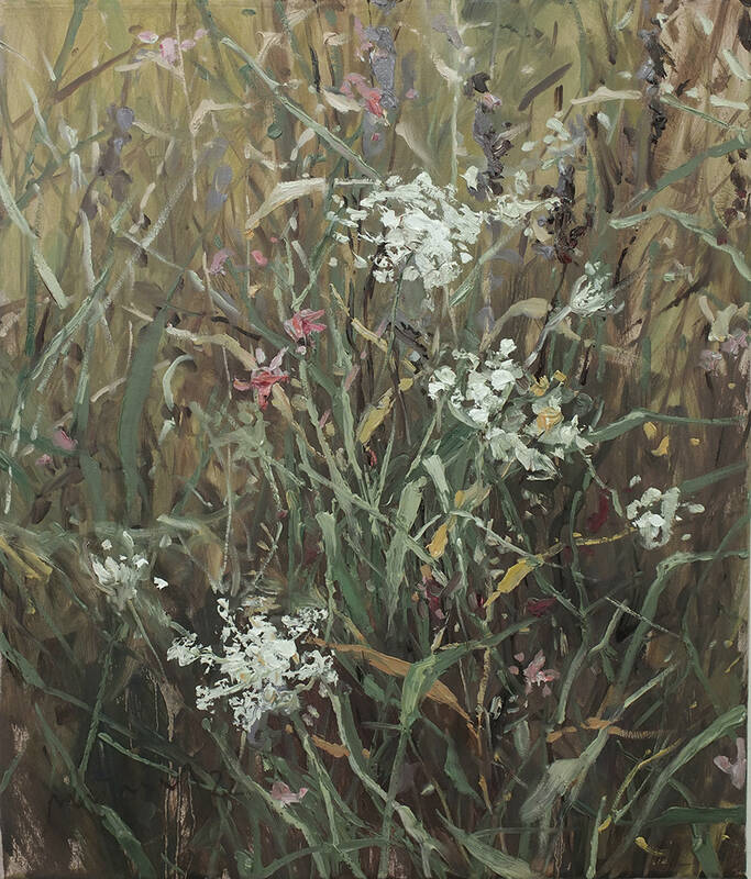 Wild Carrot by Mathias Meinel