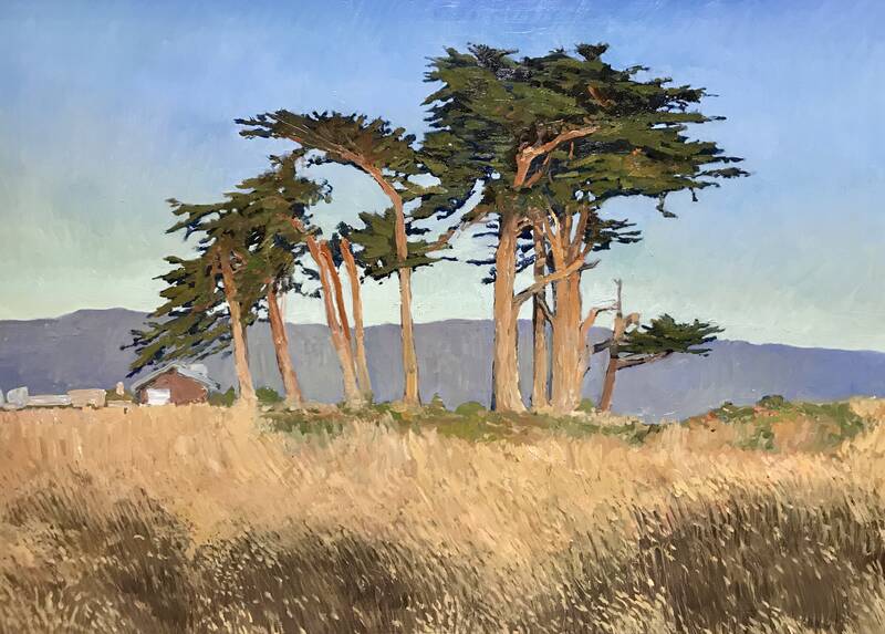 Monterey Cypress by Rachel Personett