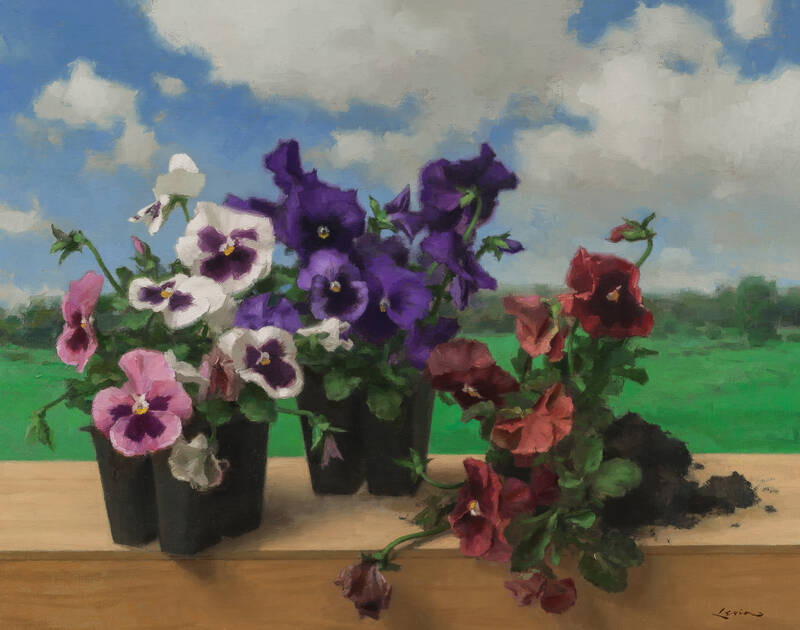 Pansies by Steven Levin